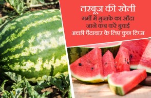 Watermelon Farming: तरबूज की खेती, गर्मी में मुनाफे का सौदा, कब करें बुवाई, अच्छी पैदावार के लिए कुछ टिप्स, जानें khetivyapar पर